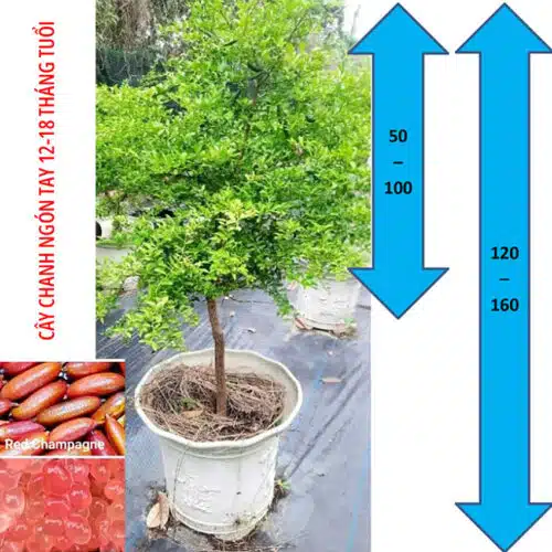 cay-chanh-ngon-tay-lon-red-champagne-trangstore