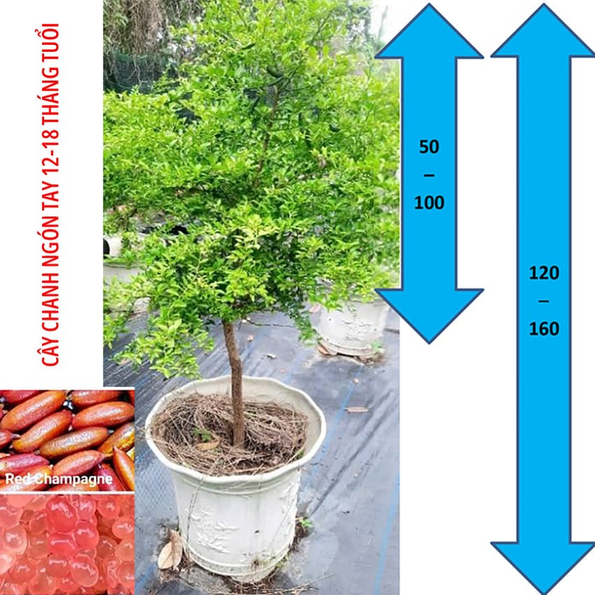 cay-chanh-ngon-tay-lon-red-champagne-trangstore cay-chanh-ngon-tay-lon-red-champagne-trangstore