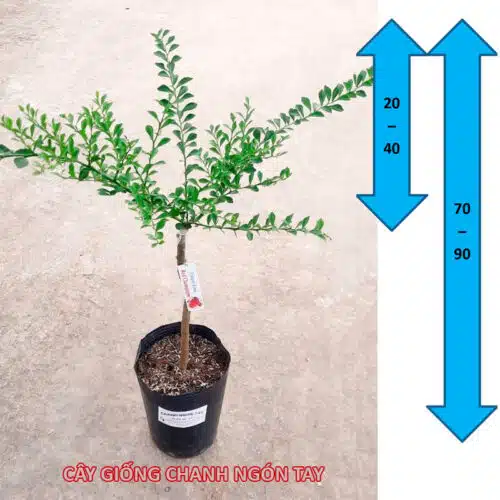 cay-giong-chanh-ngon-tay-red-champagne-trangstore