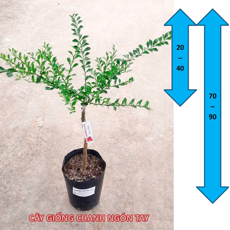 cay-giong-chanh-ngon-tay-red-champagne-trangstore cay-giong-chanh-ngon-tay-red-champagne-trangstore