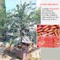 cay-giong-chanh-ngon-tay-red-chapagne-trangstore2
