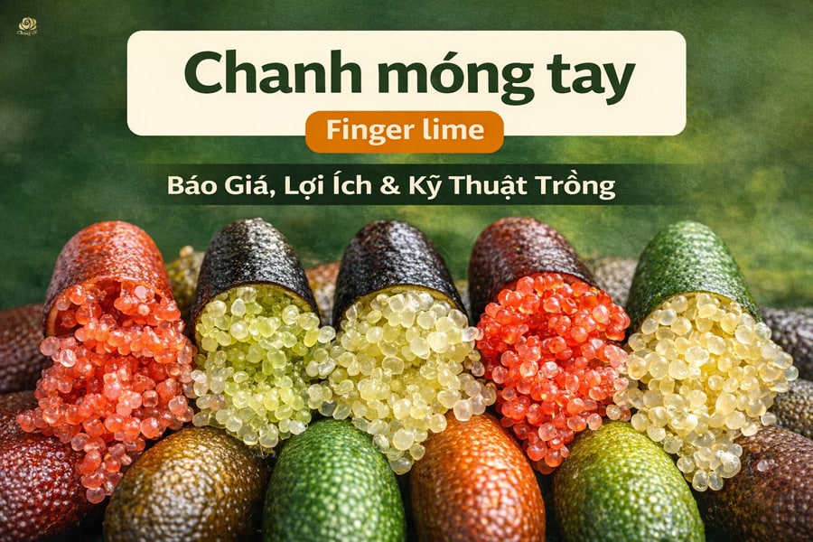 chanh-mong-tay-finger-lime-baogia-loiich-trangstore