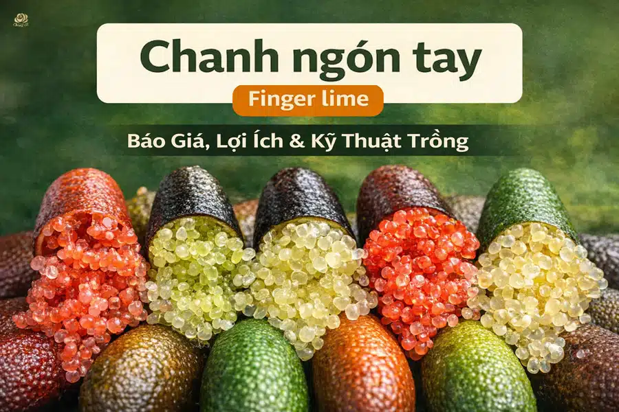 chanh-ngon-tay-finger-lime-baogia-loiich-trangstore