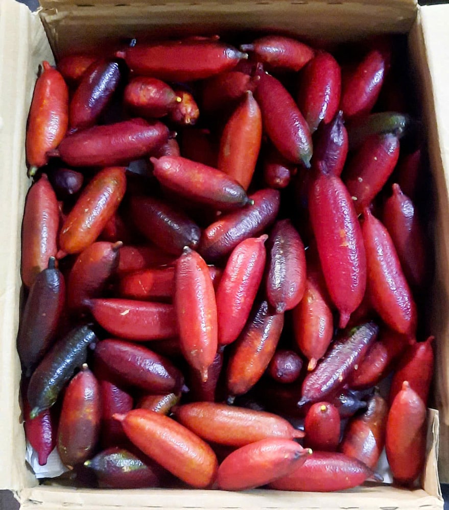 chanh-ngon-tay-finger-lime-tuoi-trangstore