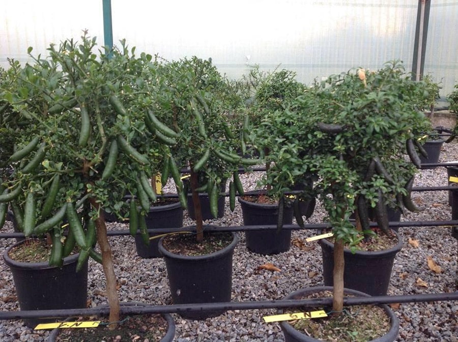 Cây chanh ngón tay lớn 12-18 tháng tuổi đang sẵn trái tại vườn Gia Thịnh