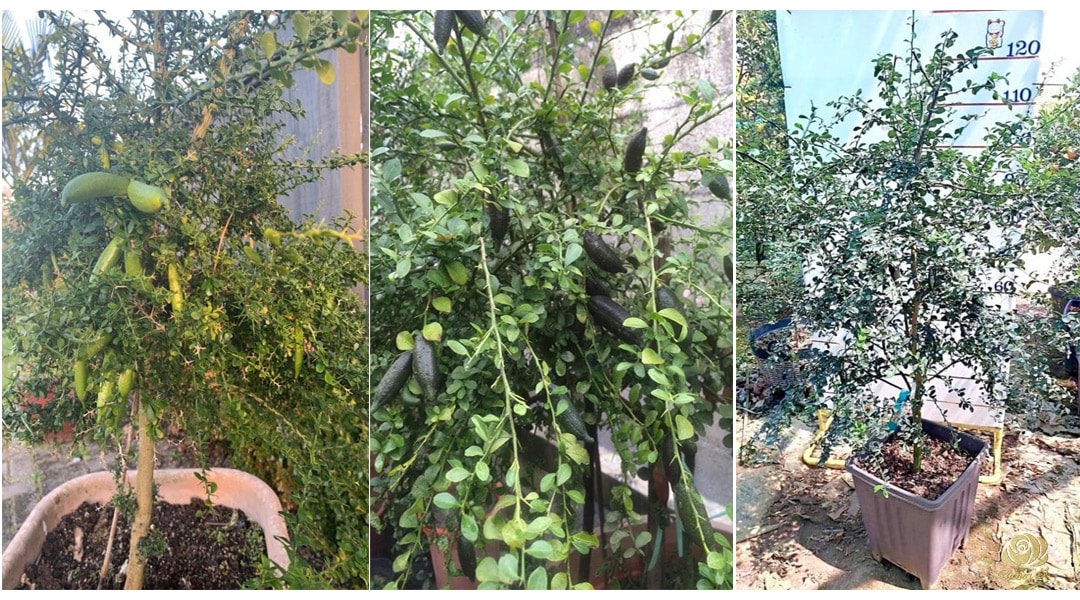 Cây giống chanh ngón tay chuẩn giống Red Champagne F1