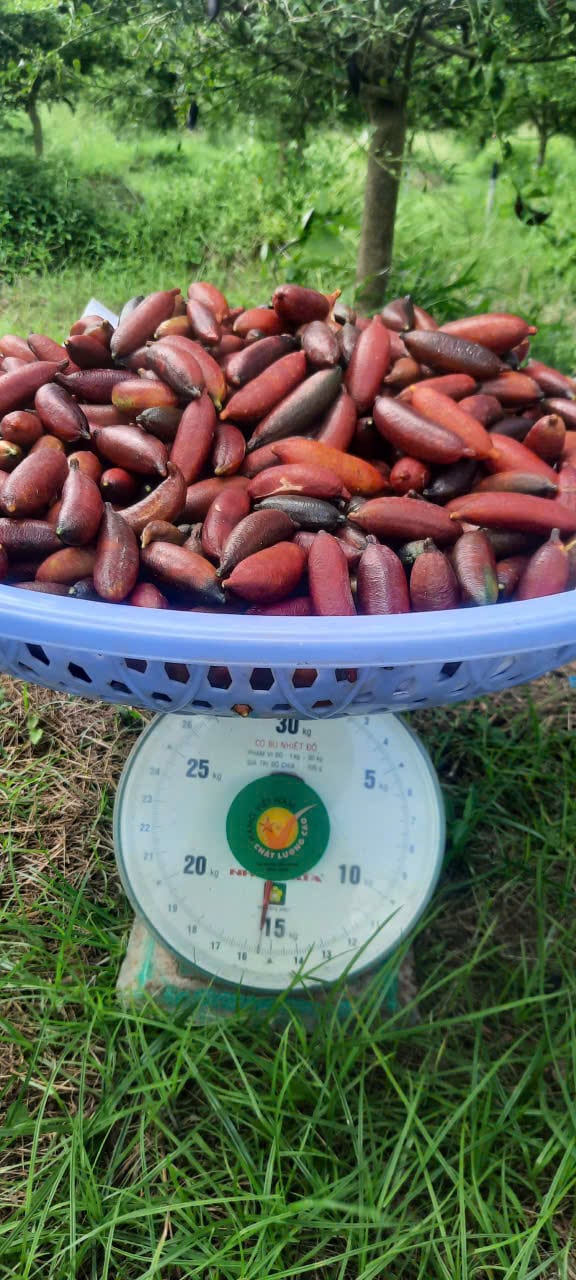 Chanh ngón tay tươi vừa thu hoạch tại vườn Bến Tre