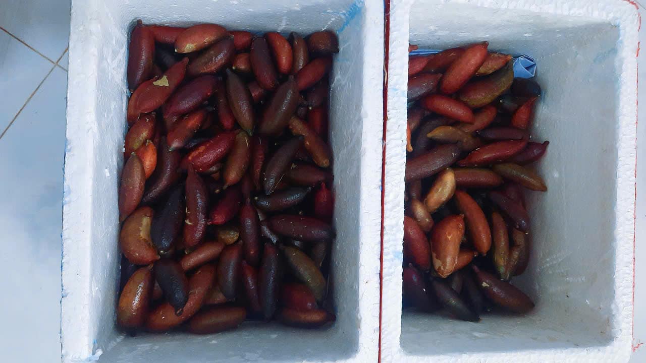Đóng gói chanh ngón tay giao hàng toàn quốc